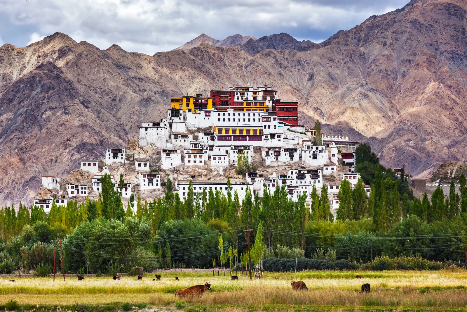 Experience Ladakh Hanle Umling La 8N9D